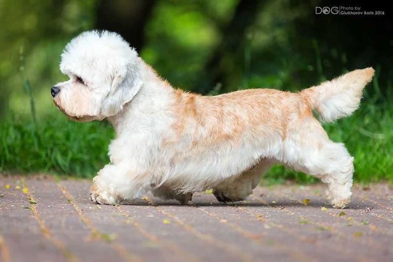 Dariant Livin La Vida Loka | Dandie Dinmont Terrier 