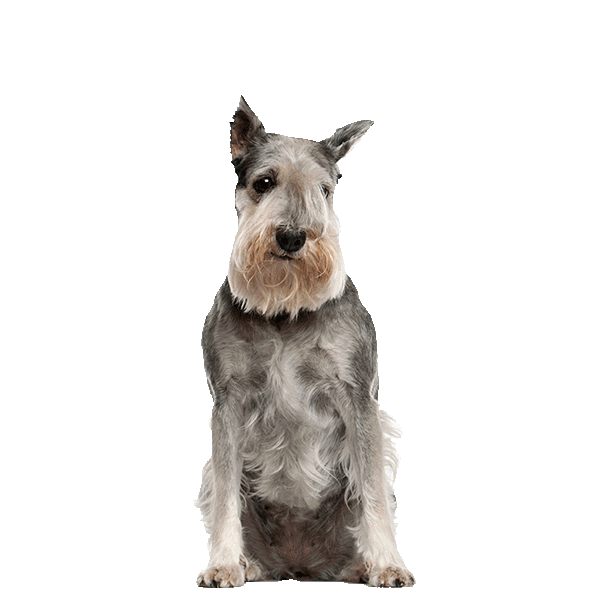 Standard Schnauzer