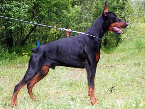 Korona Astralis Laert | Black Doberman Pinscher