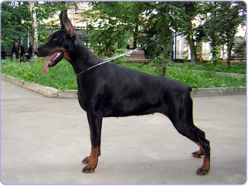 Korona Astralis Victoria | Black Doberman Pinscher