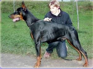 Korona Astralis Uran | Black Doberman Pinscher