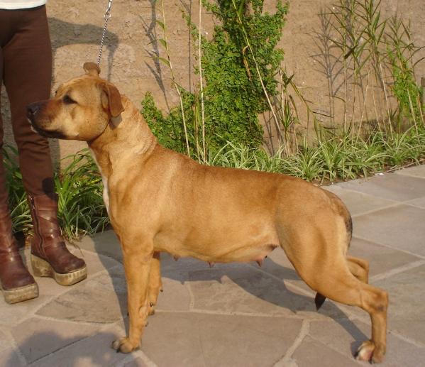 Champion´s line dd 153 zara | American Staffordshire Terrier 