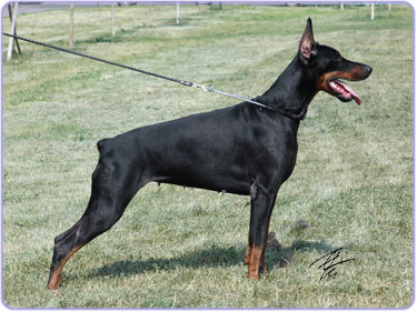 Korona Astralis Undina | Black Doberman Pinscher