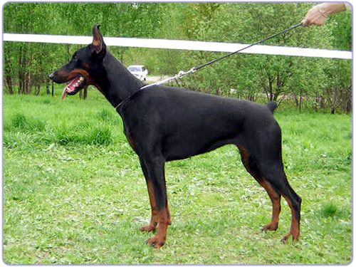 Korona Astralis Urania | Black Doberman Pinscher