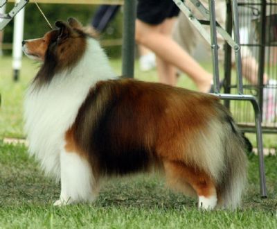 Grandgables Home Town Hero | Shetland Sheepdog 