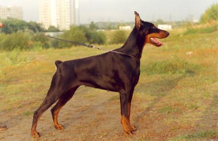 Ufantel Uslada iz Russkogo Doma | Black Doberman Pinscher