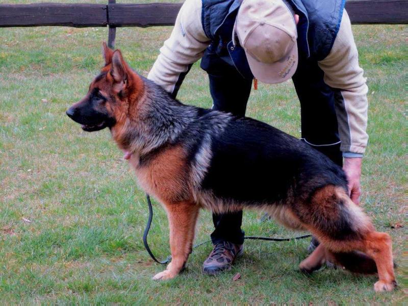 Orana von den Zwillingen | Dutch Shepherd 