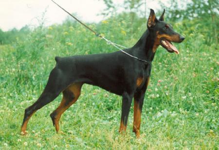 Marland Cenna Feia | Black Doberman Pinscher