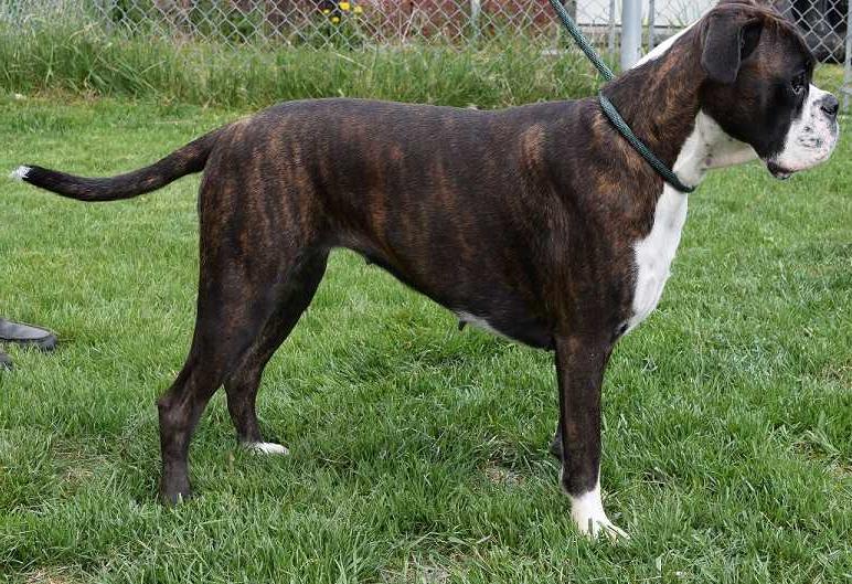 Elizabeth Athena's Dream | Boxer 