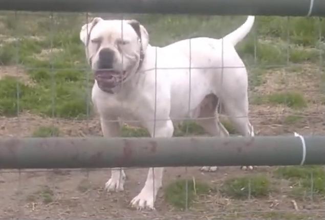 Big Sky’s Cleopatra | American Bulldog 