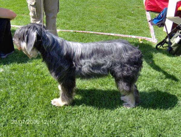 Fedina's Famosa | Portuguese sheepdog 