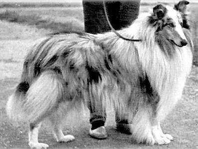 Carramar Blue Tweed | Rough Collie 