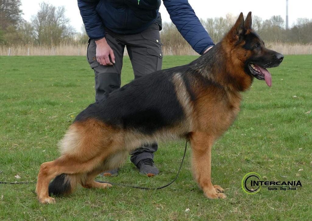 Luigano vom Hof-Niederzier | German Shepherd Dog 