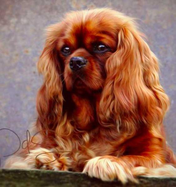 Fantasia Du Marais Des Molieres | Cavalier King Charles Spaniel 