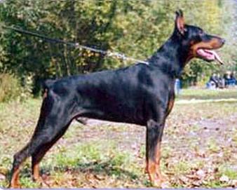 Din Divnogor iz Russkogo Doma | Black Doberman Pinscher