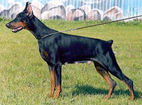 Korona Astralis Mishel | Black Doberman Pinscher