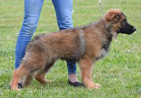 Ari Vom Maximus | German Shepherd Dog 