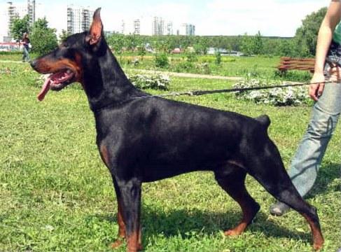 Korona Astralis Elisir | Black Doberman Pinscher