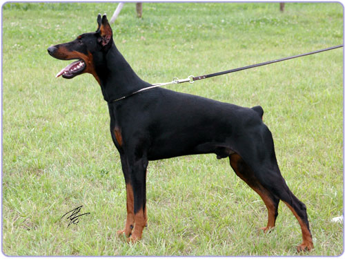 Korona Astralis Edark | Black Doberman Pinscher