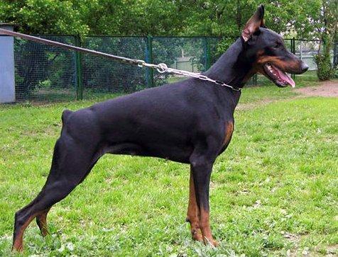 Korona Astralis Esmir | Black Doberman Pinscher