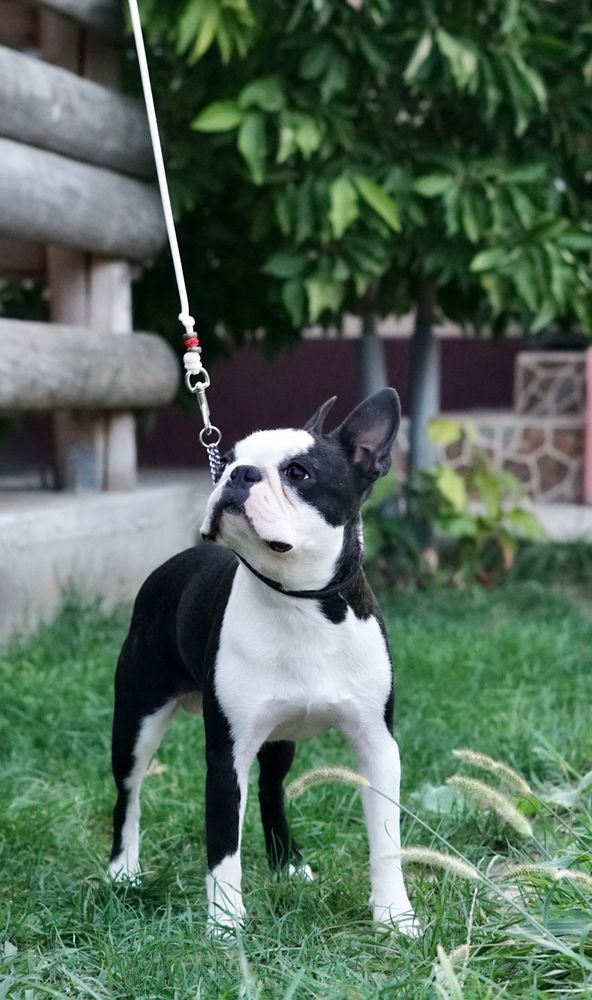 Beacon Street Boston Chac | Boston Terrier 