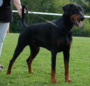 Cheroky v. Safir | Black Doberman Pinscher