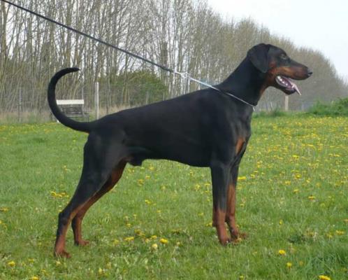 Carlos v. Safir | Black Doberman Pinscher