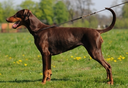 Cara v. Safir | Brown Doberman Pinscher