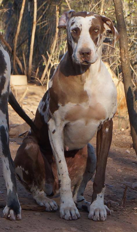 NEGD's Miss I'm A Chocoholic | Great Dane 
