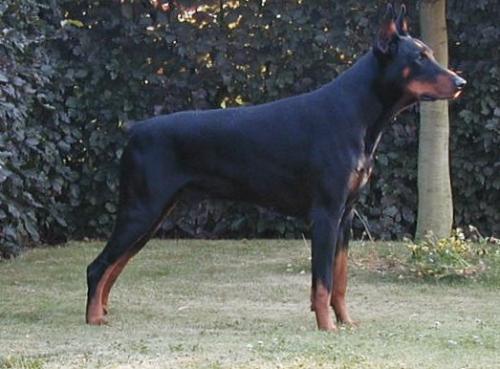 Paso v. Hof ter Eeckhout | Black Doberman Pinscher