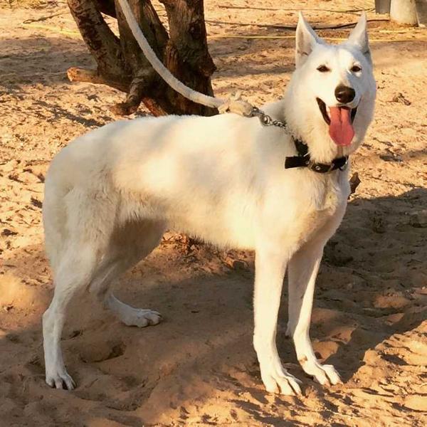 Alice Vom Whitestone | White Swiss Shepherd Dog 