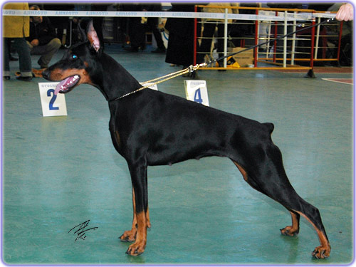 Korona Astralis Gorgona | Black Doberman Pinscher