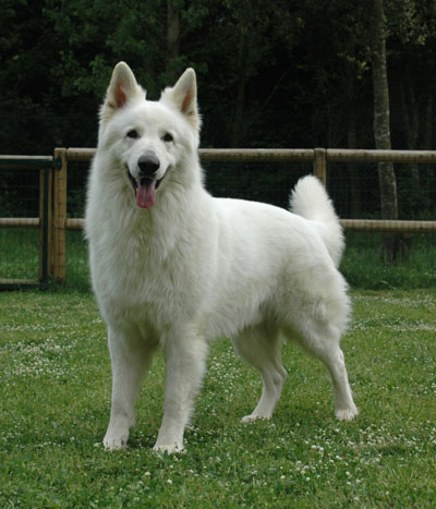 Horsebo Cau | White Swiss Shepherd Dog 