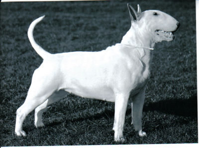 Borsalino ChWear Nikita of Teirwgwyn | Bull Terrier 