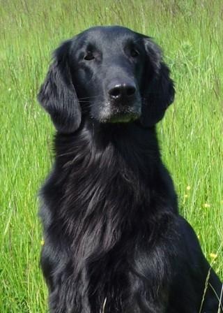 Braemist Morning Star Over Hopevalley | Flat-Coated Retriever 