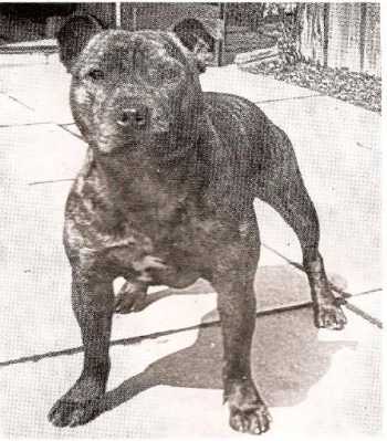 Brocks Boy | Staffordshire Bull Terrier 