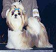 Ming Dynasty Achilles Triton | Shih Tzu 