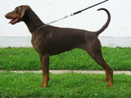 Escada v. Alten Adel | Brown Doberman Pinscher