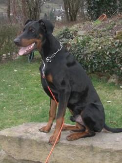 Alcapone v.d. Bruggenern | Black Doberman Pinscher