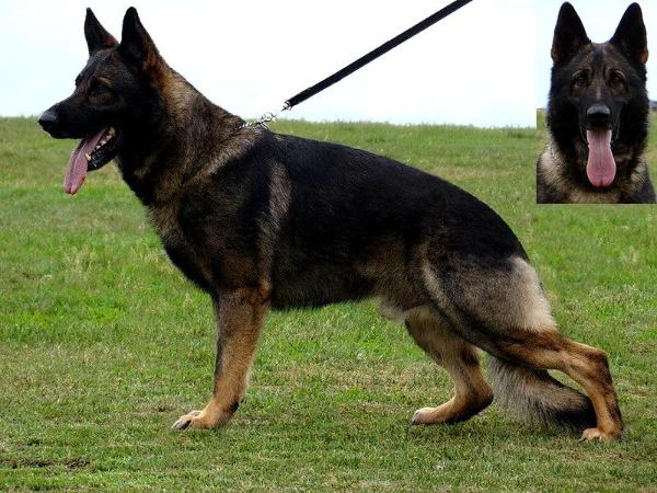Dask z Jirkova dvora | German Shepherd Dog 