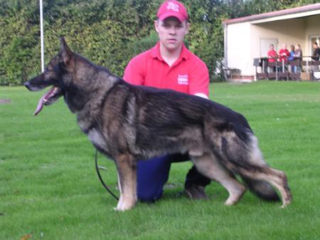 Katto vom Haus Löschan | German Shepherd Dog 