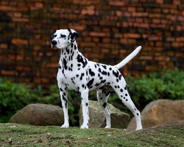 Merry Go Round Mach Ten | Dalmatian 