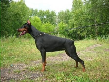 Koppod'Oro Seniorita Sirilla | Black Doberman Pinscher