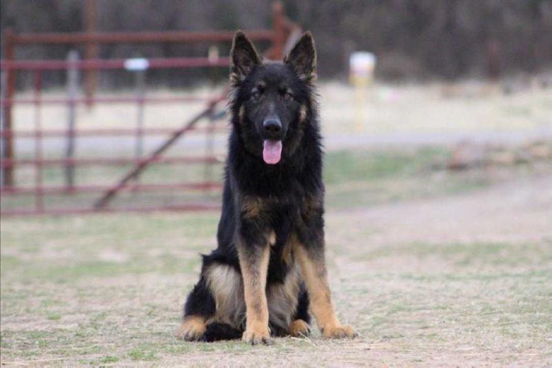 Micah Vom Miles | German Shepherd Dog 