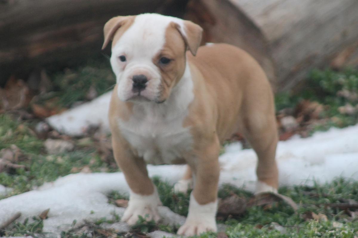 March's roxy | American Bulldog 