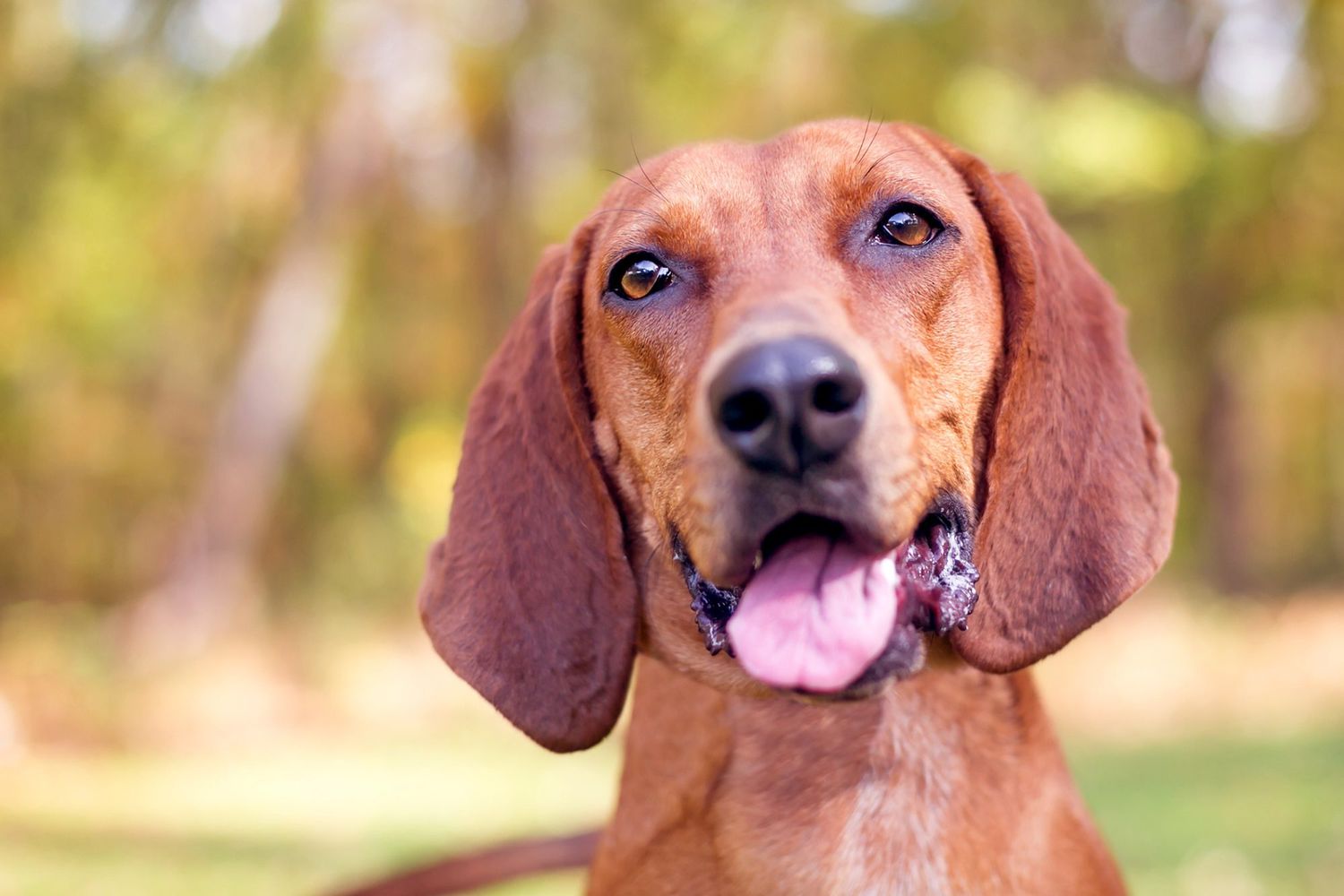 Redbone Coonhound