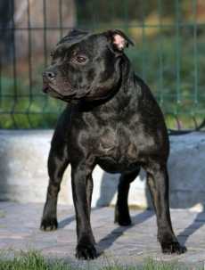 Brave Spirit Rush Ruffy | Staffordshire Bull Terrier 