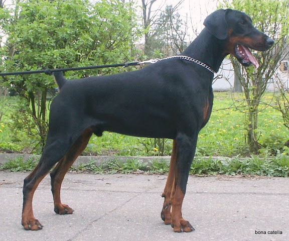 Maggiore Lamborgini Bona Catella | Black Doberman Pinscher