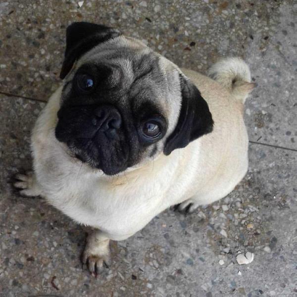 Atenea Duarte | Pug 