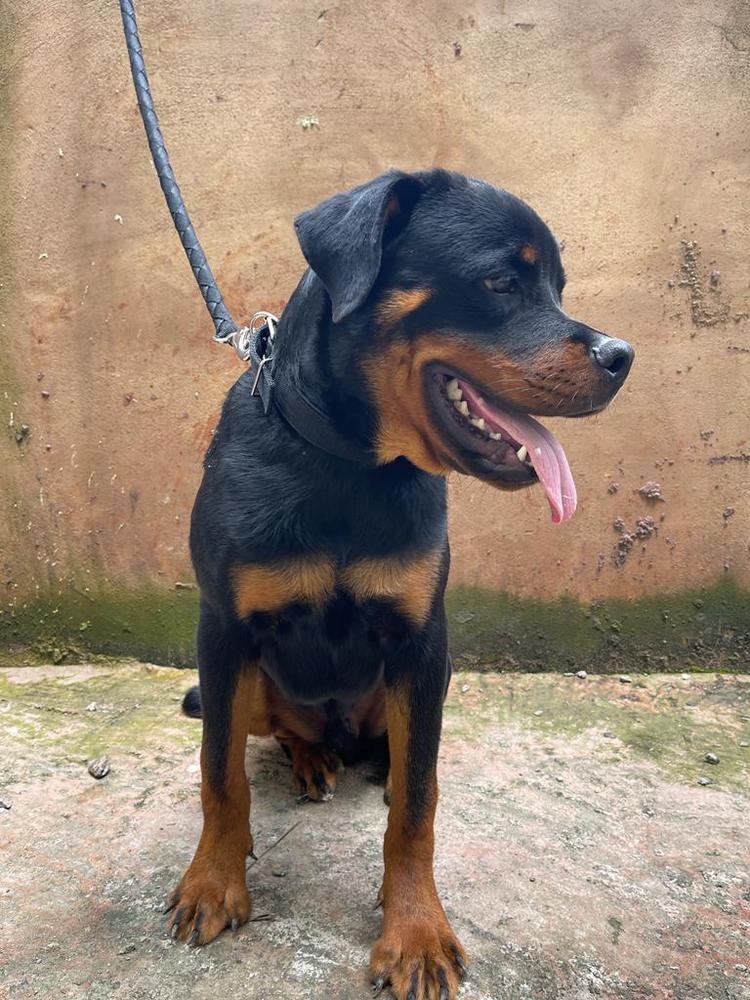 Alico granbel kennel | Rottweiler 